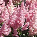 Astilba-Amerika-1-sht-Colorline2