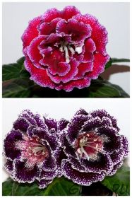 ЕН-Спелый Грейпфрут/ЕН-Дивная Краса