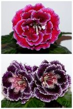 ЕН-Спелый Грейпфрут/ЕН-Дивная Краса