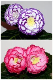 ЕН-Сила Океана/ЕН-Танец при Свечах