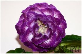 ЕН-Колыбельная Океана