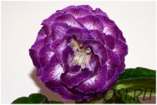 ЕН-Колыбельная Океана