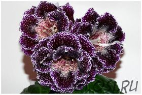 ЕН-Дивная Краса