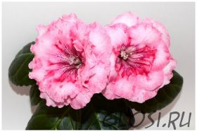 ЕН-Радужная Форель