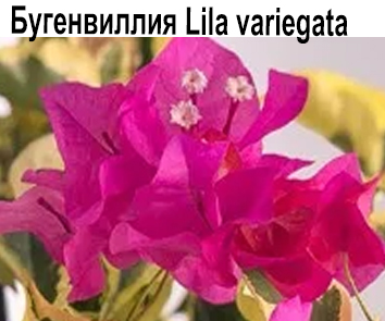 Бугенвиллия Lila variegata