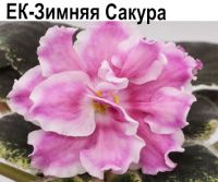 ЕК-Зимняя Сакура (Коршунова)  НОВИНКА КАТАЛОГА