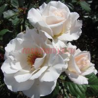 Маргарет Меррил (Margaret Merril)