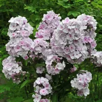 Балловень метельчатый флокс