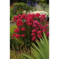 Юник Ред метельчатый карликовый сорт до 40см