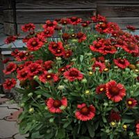 Гайлардия Красная остистая мини  Меса Рэд