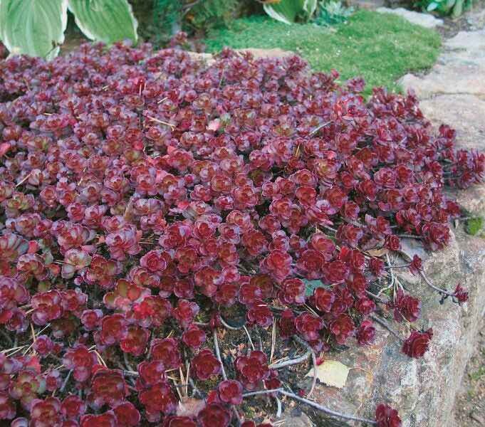 Очиток ложный Вуду