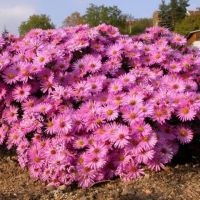 Астра кустарниковая Бессерхоф