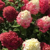 Ред Лайт (метельчатая) гортензия