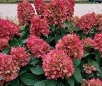 БОНФАЙЕР (МЕТЕЛЬЧ) ГОРТЕНЗИЯ