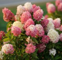 Тач оф пинк гортензия метельчатая