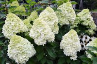 ПОЛАР БИР (МЕТЕЛ) ГОРТЕНЗИЯ