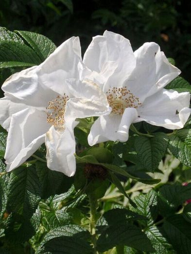 Роза морщинистая Альба