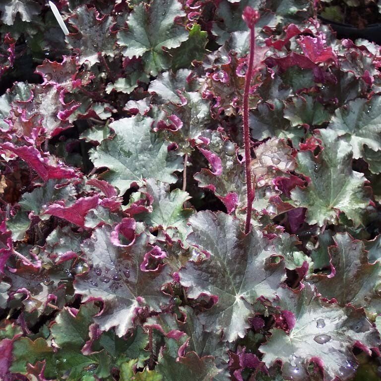 Принц гейхера