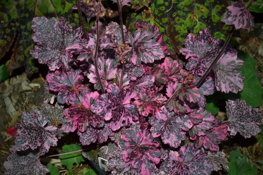 Миднай Роуз гейхера