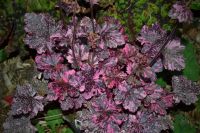 Миднай Роуз гейхера