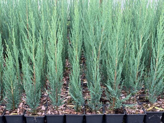 Можжевельник скальный Блю Эрро (Juniperus scopulorum Blue Arrow), С2