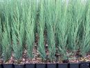 Можжевельник скальный Блю Эрро (Juniperus scopulorum Blue Arrow), С2