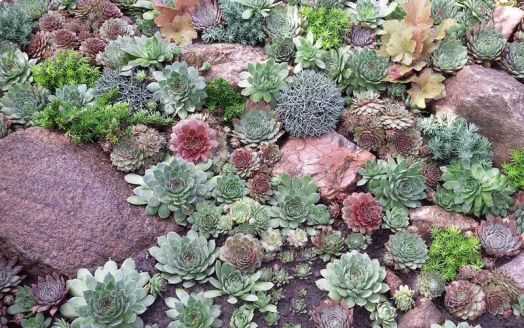 Молодило кровельное