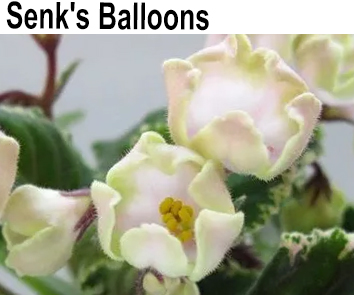 Senk`s  Balloons