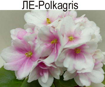 ЛЕ-Polkagris (Лебецкая)  НОВИНКА КАТАЛОГА