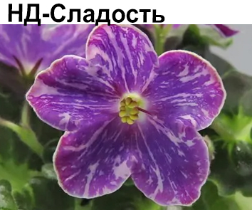 НД-Сладость (Данилова-Суворова)  НОВИНКА КАТАЛОГА