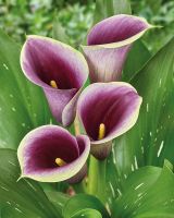 Капитан Раноми калла