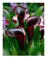 Калла Шварцвальдер