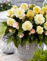 Вумми Крем бегония