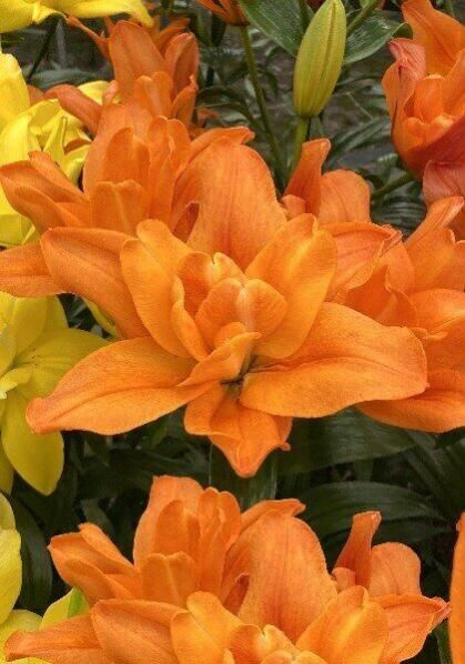 БАТТЕРФЛЯЙ ТВИНКЛ (ЛА махровая) лилия