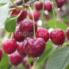 Vishnya-Volochaevka-podvoj-semennoj-vishnya-Magalebskaya-1-sht-Poisk1