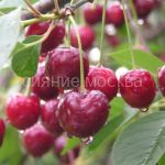 Vishnya-Volochaevka-podvoj-semennoj-vishnya-Magalebskaya-1-sht-Poisk1