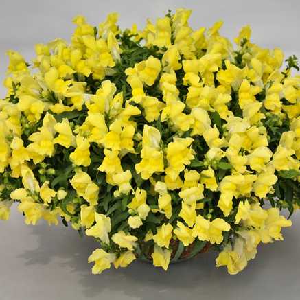 Львиный зев ампельный (Antirhinum majus pendula F1) Candy Showers Yellow, 50 семян