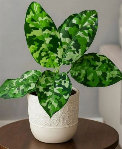 Аглаонема Пиктум Триколор