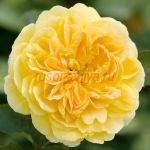 Молинью (Molineux)