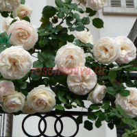 Мон Жардэн э Ма Мэзон (Mon Jardin et Ma Maison)