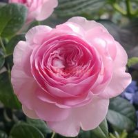 Мон Кё (Mon Coeur)