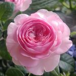 Мон Кё (Mon Coeur)