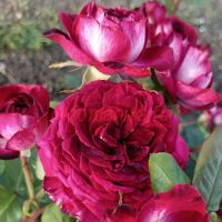 Найтмер (Nightmare)