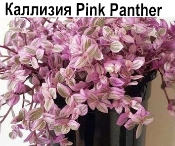 Каллизия  Pink Panther (3 черенка в горшочке)