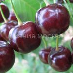 Vishnya-chereshnya-dyuk-Chudo-vishnya-podvoj-semennoj-vishnya-Magalebskaya-1-sht-Poisk2