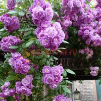 Пёпл Скайлайнер (Purple Skyliner)