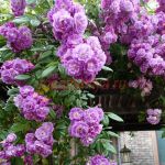 Пёпл Скайлайнер (Purple Skyliner)