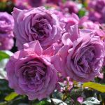 Плам Перфект (Plum Perfect)