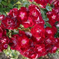 Патрик Пуавр д'Арвор, Никитская  (Patrick Poivre d'Arvor)