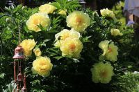 Бартзелла ИТО пион